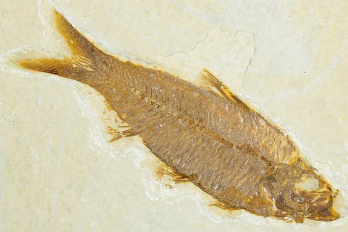 Detailed Fossil Fish (Knightia) - Wyoming #345501